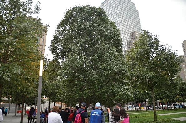 Survivor Tree