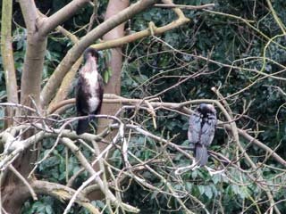 Cormorants