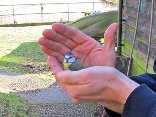 Scott with Blue Tit