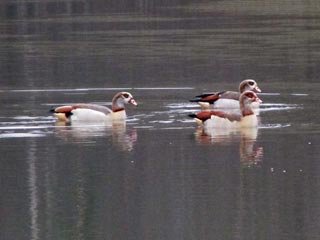 Egyptian Geese