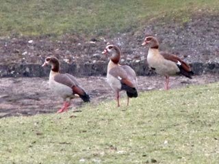 Egyptian Geese