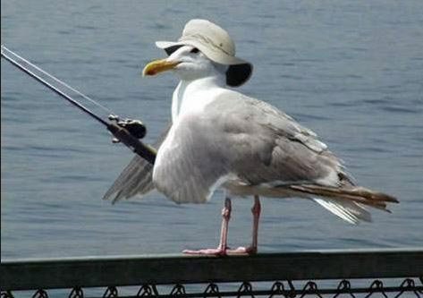 Snap of the Day - Seagull Fishing