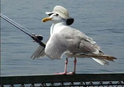 Snap of the Day - Seagull Fishing