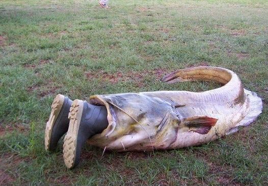 Snap of the Day - Wells Catfish