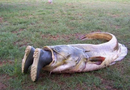 Snap of the Day - Wells Catfish