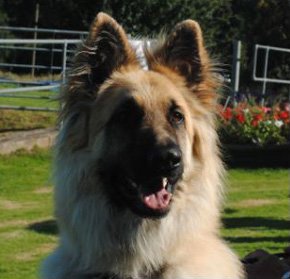Dog