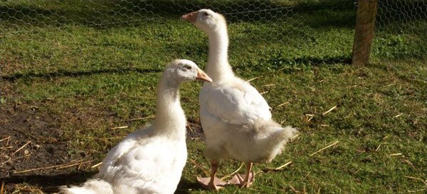 Geese