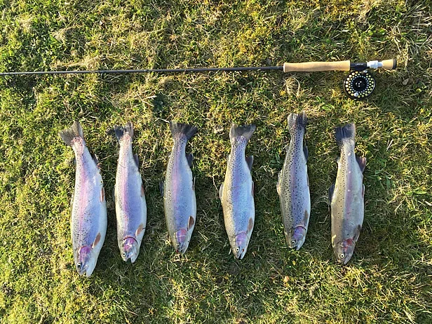 Will Lewis fish
