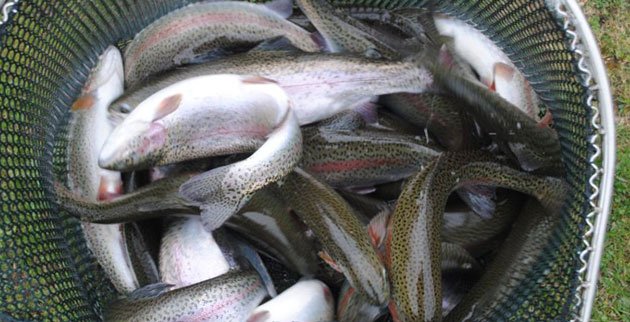 Fish from Bibury