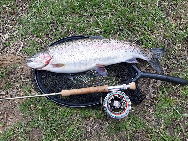 Caught by one of our members! - image 1