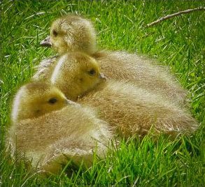 Chicks