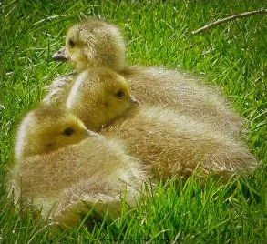 Chicks
