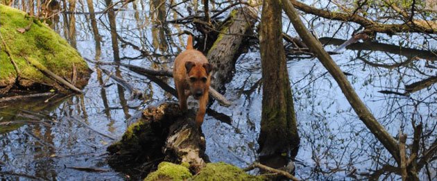 Flea, The Tree Surgeon's Dog
