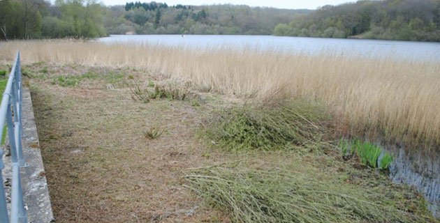 Reeds View