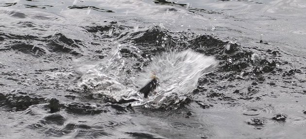 Trout taking a Mayfly
