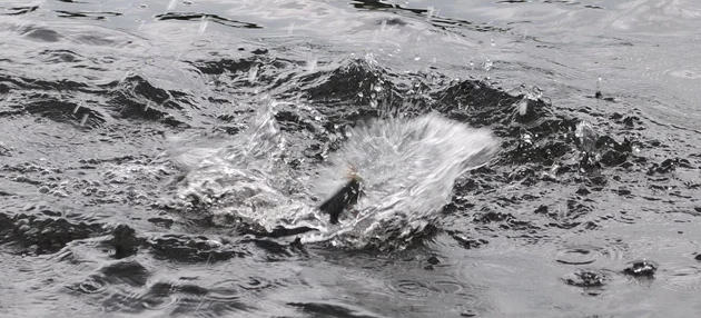 Trout taking a Mayfly