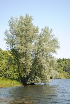Beautiful Willow