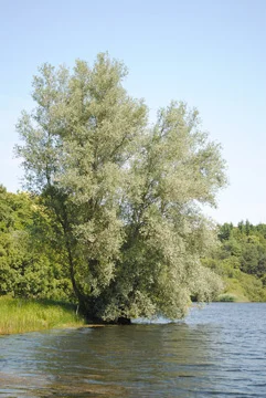 Beautiful Willow
