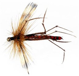 Crane Fly