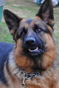 Winner of category - Most Vicious Looking Attack Dog