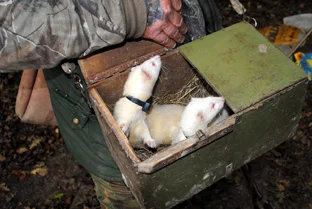 Ferrets at the Reservoir - Photo 3