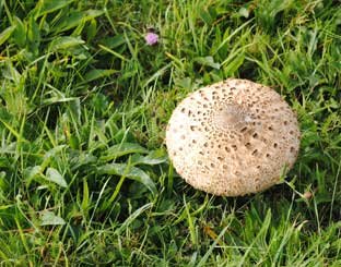 Mushrooms at Powdermill Reservoir - Photo 1