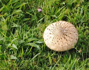 Mushrooms at Powdermill Reservoir - Photo 1