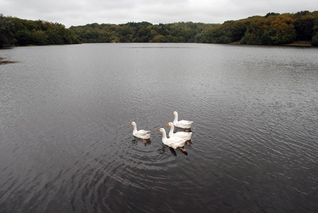 Off For A Swim