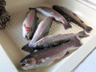 The Catch