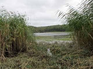 Reeds