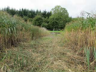 Reeds