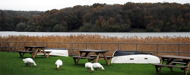 Four Grazing Geese at the Reservoir