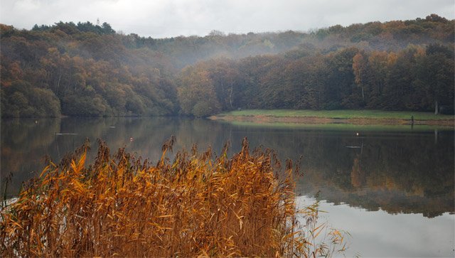 Autumn Reeds