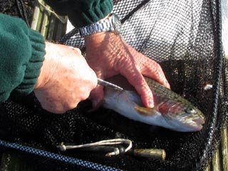 Paul's Foul-Hooked Fish