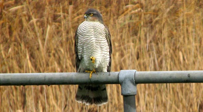 Our Sparrowhawk