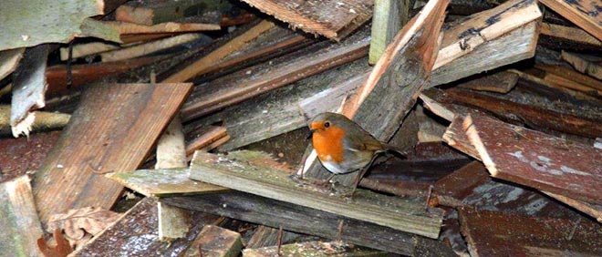 Robin
